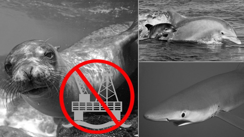 Adriatic_Avaaz_SA AD