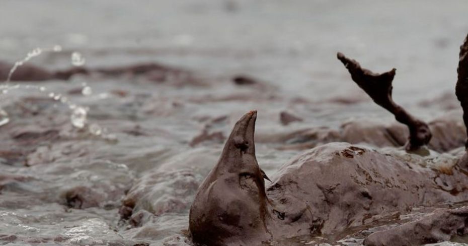 0603 birds pelican wildlife oil spill 08